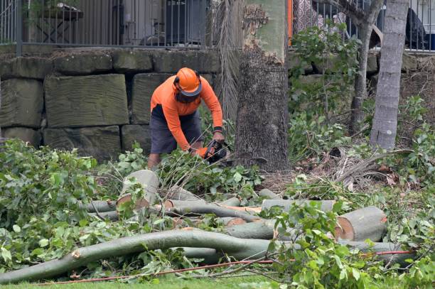 Best Tree Removal  in Kronenwetter, WI